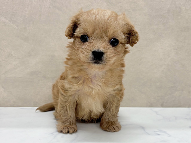 東京都のペキプー(ペキニーズ×プードル) (ペッツファースト八王子多摩美大前店/2026年1月16日生まれ/男の子/アプリコット)の子犬の1枚目の画像