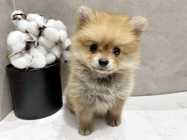 広島県のポメラニアン (ペッツファースト宇品店/2026年1月18日生まれ/女の子/オレンジ)の子犬の1枚目の画像