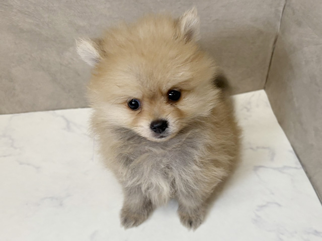愛知県のポメラニアン (ペッツファースト一宮店/2026年1月18日生まれ/男の子/オレンジ)の子犬