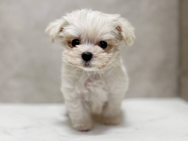 東京都のマルプー(マルチーズ×プードル) (ペッツファースト池袋店/2026年1月16日生まれ/男の子/クリーム)の子犬の1枚目の画像