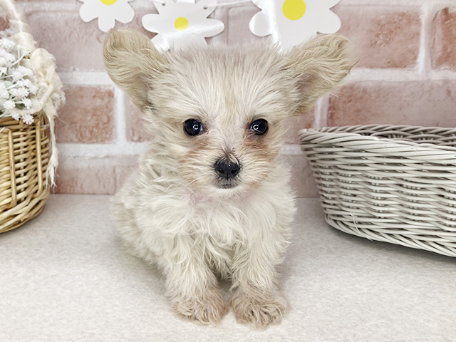 東京都のマルプー(マルチーズ×プードル) (ペッツファーストお台場店/2026年1月16日生まれ/女の子/クリーム)の子犬の1枚目の画像