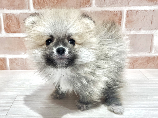 東京都のポメラニアン (ペッツファースト荻窪店/2026年1月18日生まれ/男の子/オレンジセーブル)の子犬