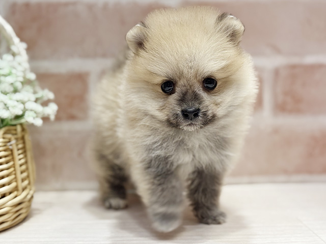 大阪府のポメラニアン (ペッツファースト北心斎橋店/2026年1月18日生まれ/男の子/オレンジセーブル)の子犬