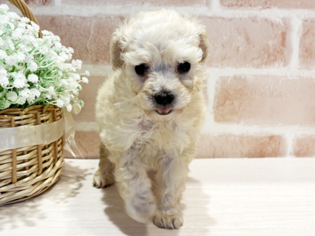 神奈川県のトイプードル(ティーカップ) (ペッツファースト横浜元町店/2026年1月17日生まれ/女の子/クリーム)の子犬の1枚目の画像