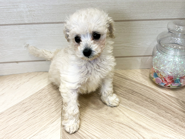 広島県のトイプードル(ティーカップ) (ペッツファースト広島府中店/2026年1月19日生まれ/男の子/クリーム)の子犬の1枚目の画像