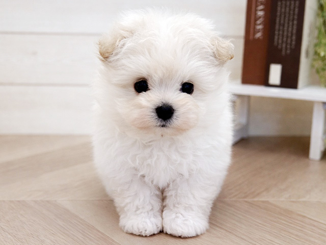 千葉県のポメプー(ポメラニアン×プードル) (ペッツファースト市川コルトンプラザ店/2026年1月19日生まれ/男の子/クリーム)の子犬の1枚目の画像