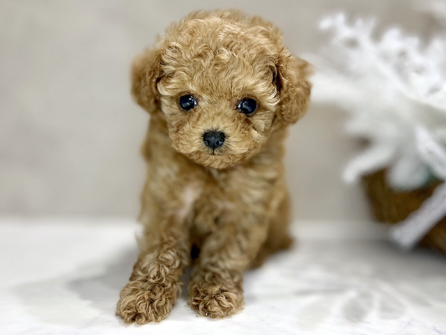 トイプードル