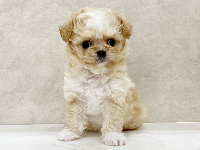 埼玉県のチワプー/プーチー(チワワ×プードル) (ペッツファースト岩槻店/2026年1月17日生まれ/女の子/クリームホワイト)の子犬の1枚目の画像