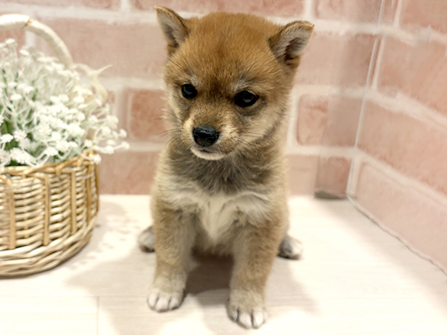東京都の豆柴 (ペッツファースト町田店/2026年1月19日生まれ/女の子/赤)の子犬の1枚目の画像