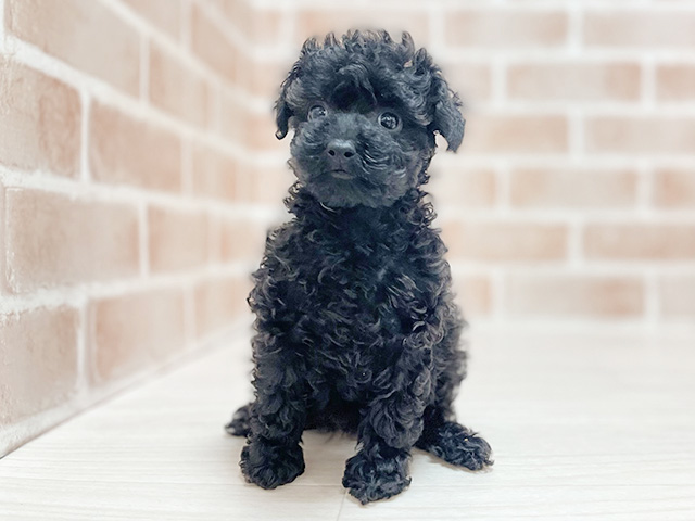 トイプードル