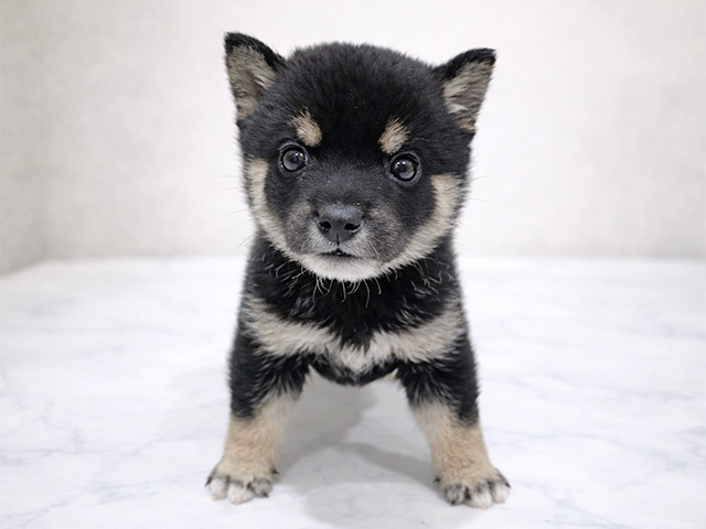 東京都の豆柴 (ペッツファースト中野店/2026年1月19日生まれ/女の子/黒)の子犬