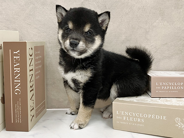 奈良県の豆柴 (ペッツファースト橿原店/2026年1月19日生まれ/女の子/黒)の子犬の1枚目の画像