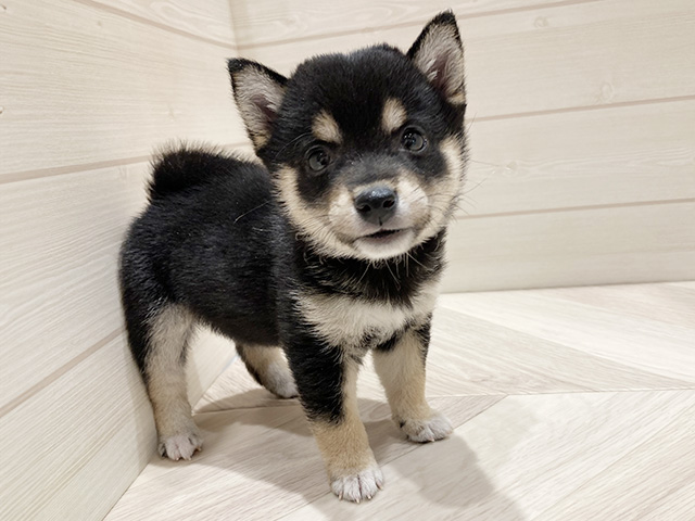 東京都の豆柴 (ペッツファースト豊洲店/2026年1月19日生まれ/女の子/黒)の子犬の1枚目の画像