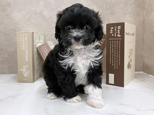 シーズーミックス