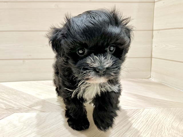 東京都のプーズー/プーシーズ(プードル×シーズー) (ペッツファースト豊洲店/2026年1月19日生まれ/女の子/ブラックホワイト)の子犬の1枚目の画像