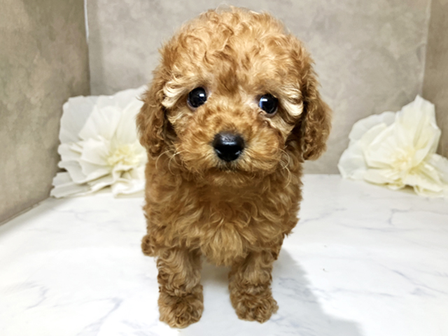 茨城県のトイプードル(トイ) (ペッツファースト土浦店/2026年1月19日生まれ/男の子/レッド)の子犬の1枚目の画像