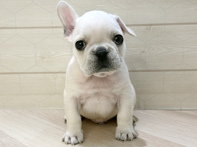 フレンチブルドッグ