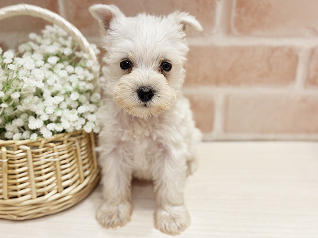 大阪府のミニチュアシュナウザー (ペッツファースト北心斎橋店/2026年1月19日生まれ/男の子/ホワイト)の子犬の1枚目の画像