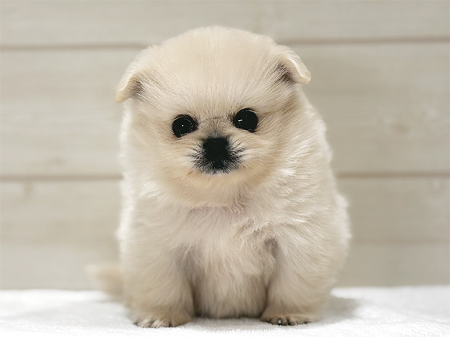 大阪府のペキポメ/ポメペキ(ペキニーズ×ポメラニアン) (ペッツファースト梅田店/2026年1月17日生まれ/女の子/クリーム)の子犬の1枚目の画像