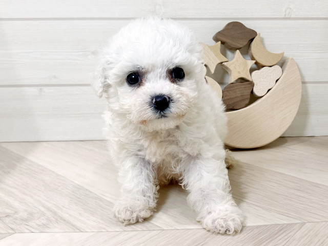 ビションフリーゼ