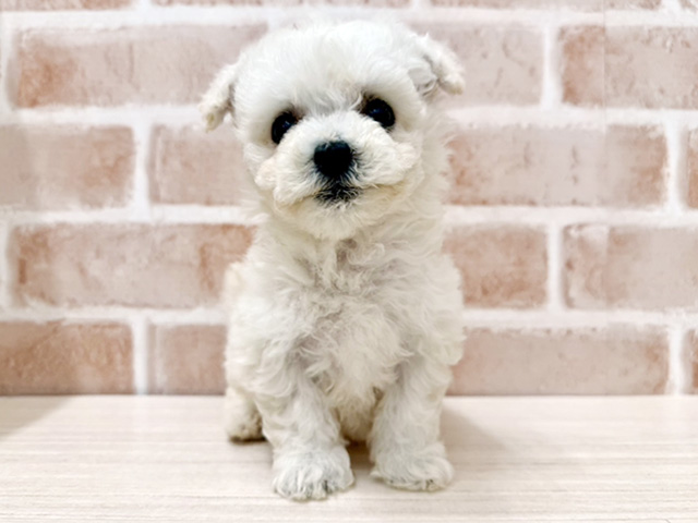 大阪府のビションフリーゼ (ペッツファースト茨木店/2026年1月15日生まれ/男の子/ホワイト)の子犬の1枚目の画像