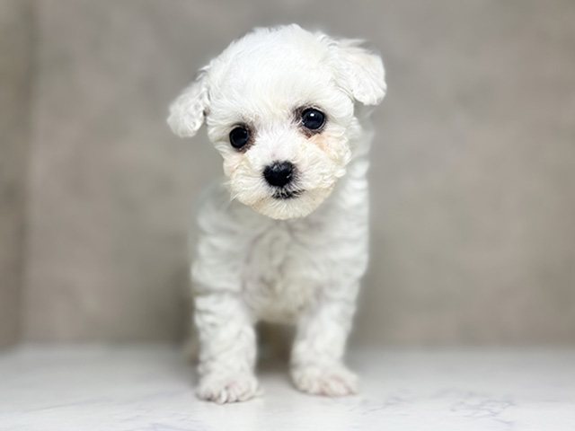 ビションフリーゼ