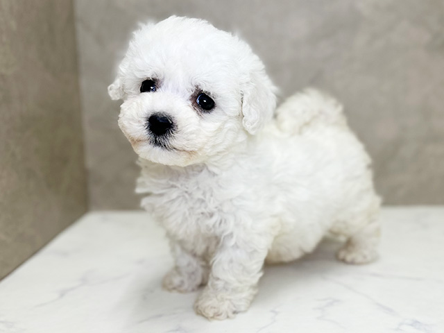 ビションフリーゼ