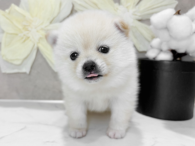 兵庫県のポメ柴/豆ポメ/ポメ豆柴(ポメラニアン×柴犬) (ペッツファースト神戸三宮センター街店/2026年1月18日生まれ/女の子/白)の子犬の1枚目の画像