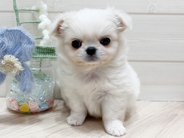 大阪府のチワペキ/ペキチー/ペキチワ(チワワ×ペキニーズ) (ペッツファーストららぽーと門真店/2026年1月19日生まれ/女の子/クリームホワイト)の子犬の1枚目の画像