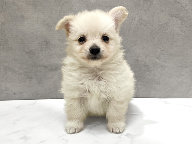 神奈川県のポメックス(ポメラニアン×ダックス) (ペッツファースト大和店/2026年1月19日生まれ/男の子/クリーム)の子犬の1枚目の画像