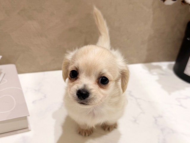 大阪府のチワックス(チワワ×ダックス) (ペッツファースト難波店/2026年1月17日生まれ/男の子/クリーム)の子犬の1枚目の画像