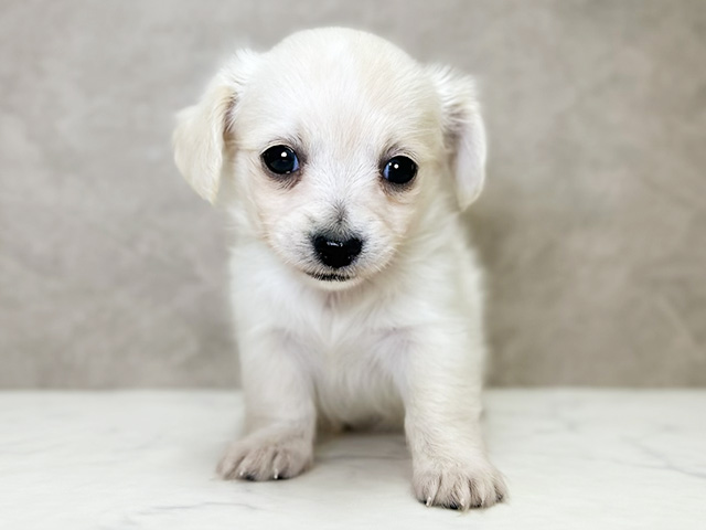 大阪府のチワックス(チワワ×ダックス) (ペッツファースト心斎橋本店/2026年1月17日生まれ/男の子/クリーム)の子犬の1枚目の画像