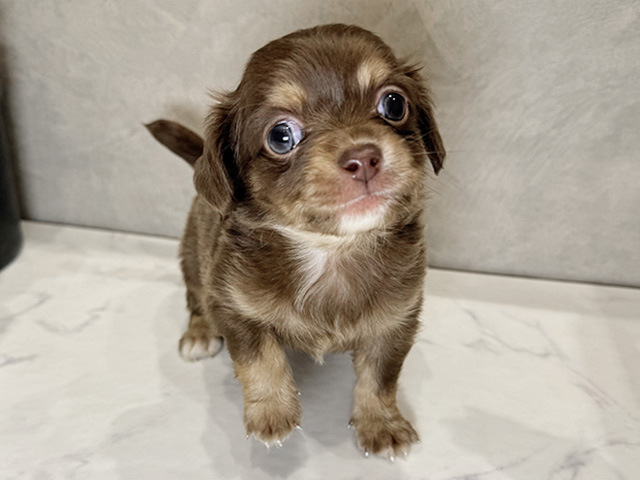 愛知県のチワックス(チワワ×ダックス) (ペッツファースト名古屋栄店/2026年1月19日生まれ/男の子/チョコレートクリーム)の子犬の1枚目の画像