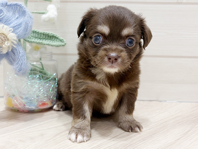 大阪府のチワックス(チワワ×ダックス) (ペッツファーストららぽーと門真店/2026年1月19日生まれ/女の子/チョコレートクリーム)の子犬の1枚目の画像