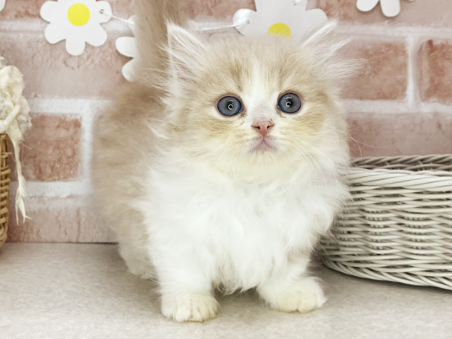 東京都のミヌエット (ペッツファーストお台場店/2026年1月19日生まれ/男の子/クリームタビーホワイト)の子猫の1枚目の画像