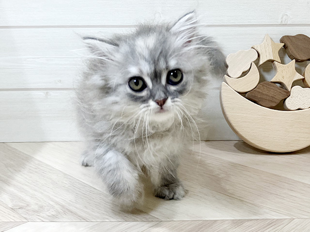 鳥取県のラガマフィン (ペッツファースト日吉津店/2026年1月18日生まれ/女の子/シルバーパッチドタビー)の子猫の1枚目の画像