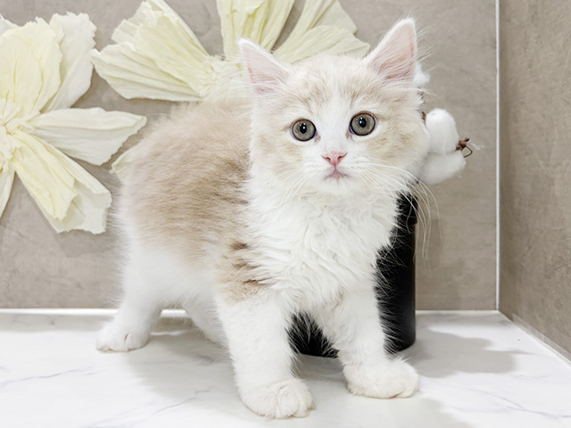 兵庫県のサイベリアン (ペッツファースト神戸三宮センター街店/2026年1月19日生まれ/男の子/クリームタビーホワイト)の子猫の1枚目の画像