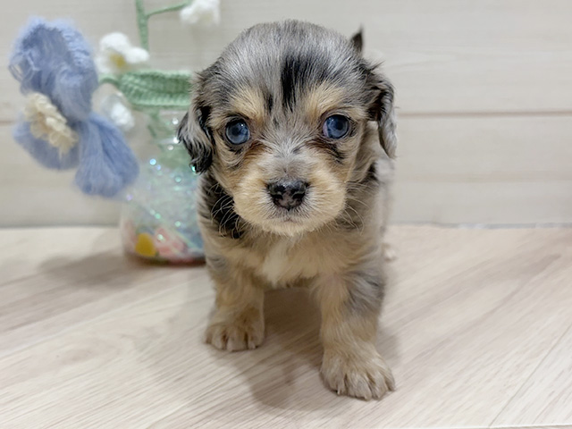 大阪府のチワックス(チワワ×ダックス) (ペッツファーストららぽーと門真店/2026年1月19日生まれ/男の子/シルバーダップル)の子犬の1枚目の画像