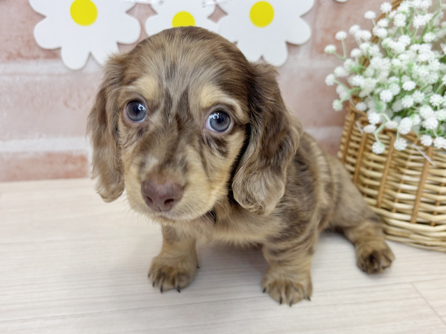 ミニチュアダックスフンド