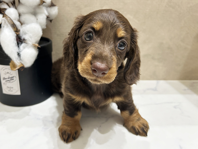 広島県のミニチュアダックスフンド(ロング) (ペッツファースト宇品店/2026年1月19日生まれ/女の子/チョコレートタン)の子犬の1枚目の画像