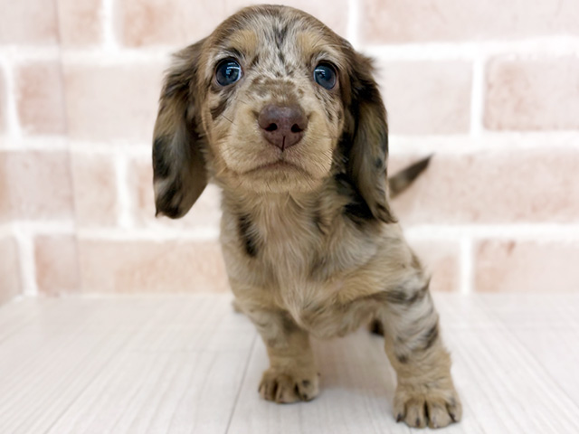 ミニチュアダックスフンド