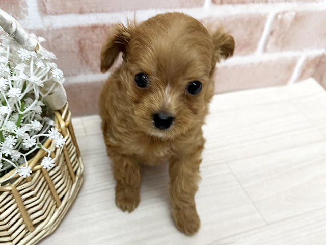 大阪府のチワプー/プーチー(チワワ×プードル) (ペッツファースト茨木店/2026年1月18日生まれ/男の子/レッドホワイト)の子犬の1枚目の画像