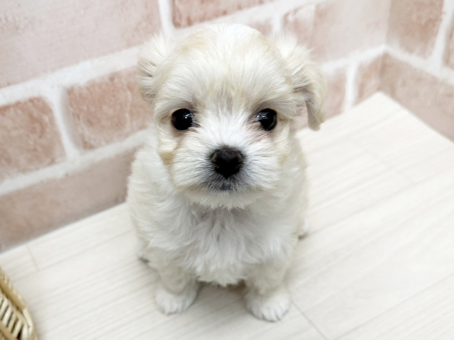 大阪府のチワマル/マルチワ(チワワ×マルチーズ) (ペッツファースト茨木店/2026年1月19日生まれ/女の子/クリーム)の子犬の1枚目の画像