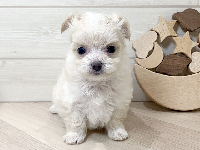 鳥取県のチワマル/マルチワ(チワワ×マルチーズ) (ペッツファースト日吉津店/2026年1月19日生まれ/女の子/クリーム)の子犬の1枚目の画像