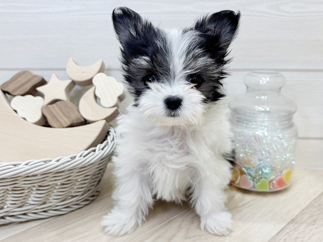 愛知県のチワマル/マルチワ(チワワ×マルチーズ) (ペッツファースト大高店/2026年1月13日生まれ/女の子/ホワイトブラックタン)の子犬の1枚目の画像