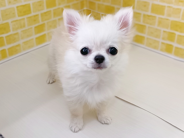 新潟県のチワワ(ロング) (ペッツファースト長岡店/2025年12月11日生まれ/女の子/クリーム)の子犬の1枚目の画像