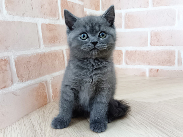 愛知県のスコティッシュフォールド (ペッツファースト名古屋南店/2026年1月20日生まれ/男の子/ブルー)の子猫の1枚目の画像