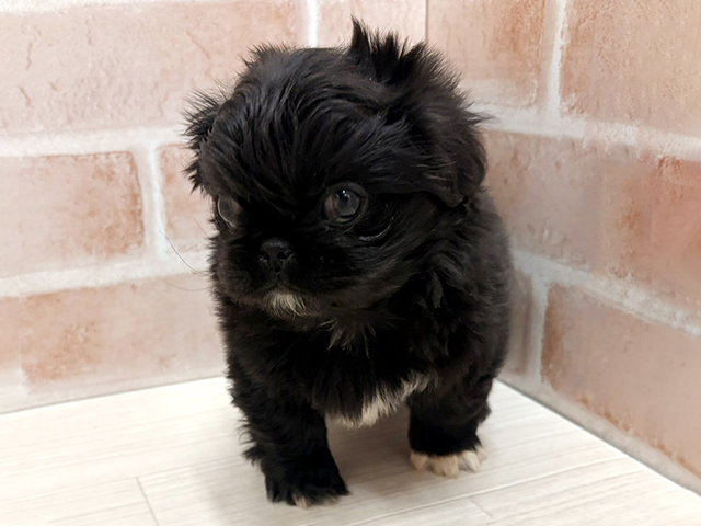 愛知県のペキニーズ (ペッツファースト一宮店/2026年1月21日生まれ/女の子/ブラック)の子犬の1枚目の画像