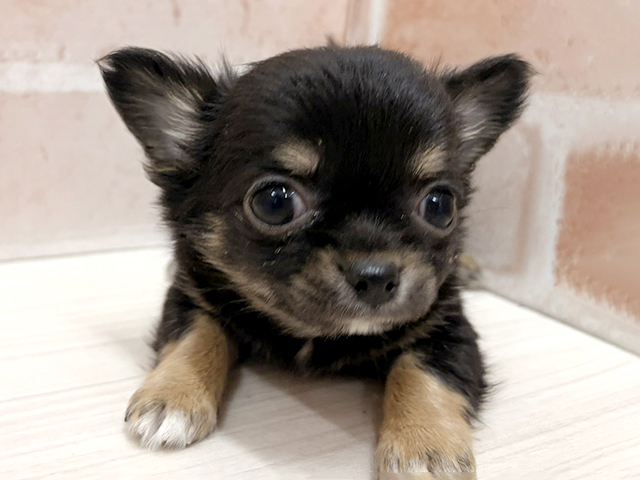愛知県のチワワ(ロング) (ペッツファースト一宮店/2026年1月21日生まれ/男の子/ブラックタン)の子犬