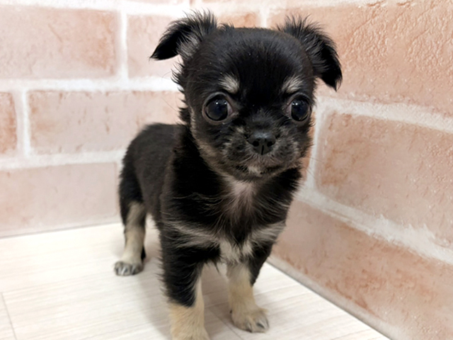 愛知県のチワワ(ロング) (ペッツファースト一宮店/2026年1月21日生まれ/女の子/ブラックタン)の子犬